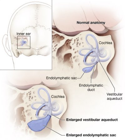 inner ear structure