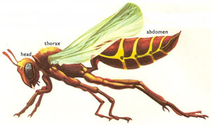 insect body regions