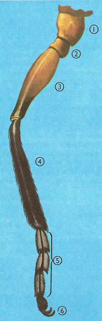 detailed structure of insect leg