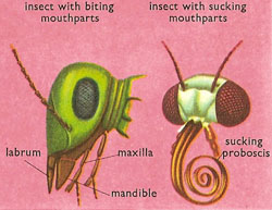insect mouths