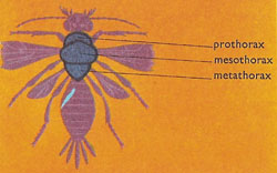 Prothorax, mesothorax, and metathorax of an insect