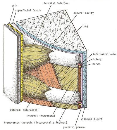 Section through an intercostal space