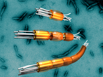 intermediate filament assembly