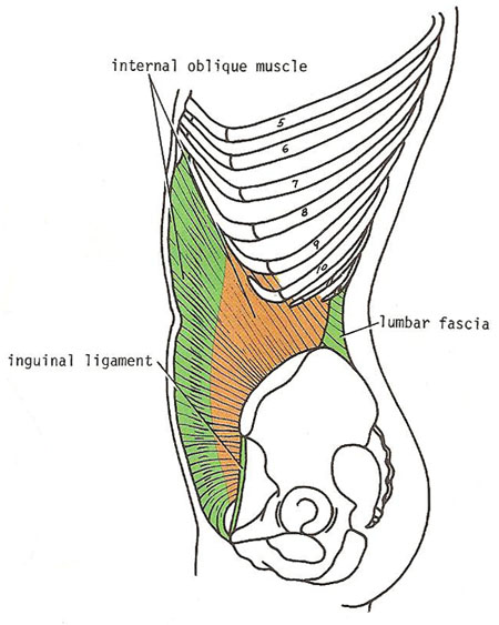 internal oblique muscle