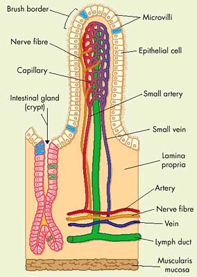 intestinal villus