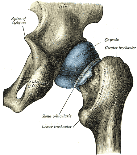 ischium and surrounding structures