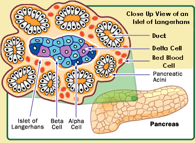 islets of Langerhans