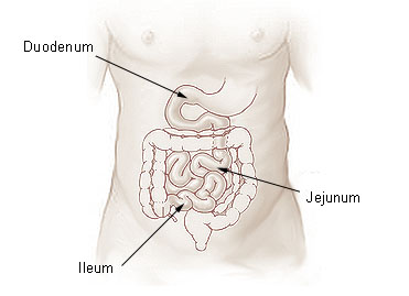duodenum, jejunum, and ileum