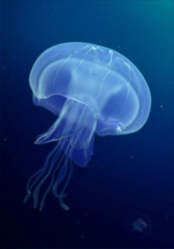 jellyfish