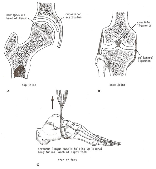 three main factors responsible for stabilizing a joint