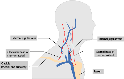 jugular vein