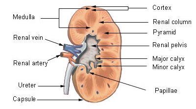 kidney section