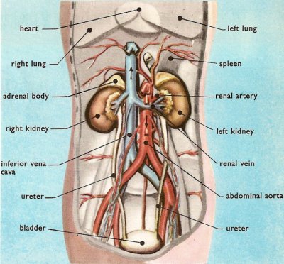 location of kidneys