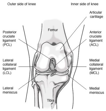 knee ligament