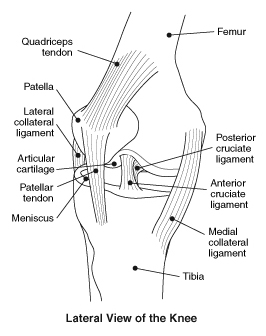 lateral view of the knee