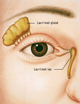 lacrimal gland and sac