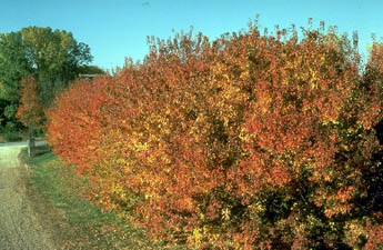 landscape windbreak