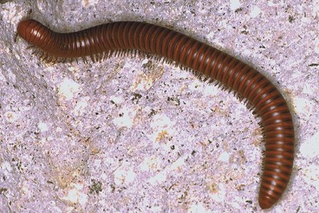 large millipede