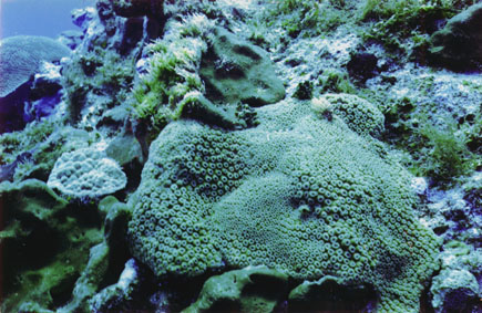 large star coral