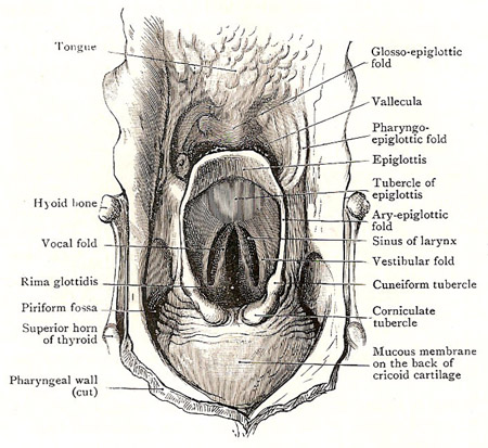 Anterior wall of laryngopharynx