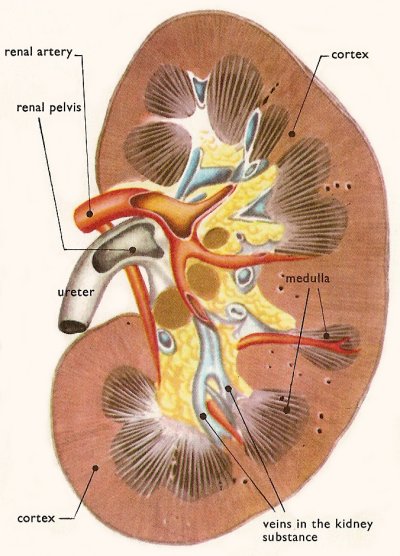 left kidney, front view