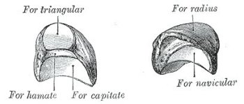 left lunate bone