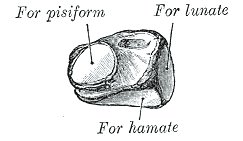 left triangular bone