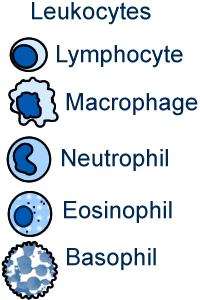 types of leukocytes