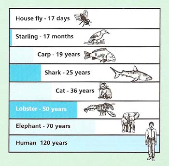 life span of animals