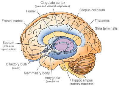 limbic system