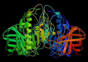 human pancreatic lipase