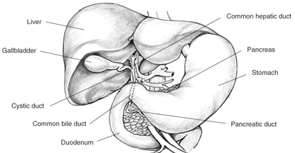 liver and neighboring organs