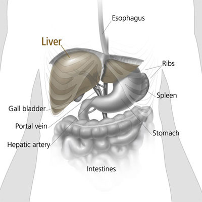liver and nearby organs