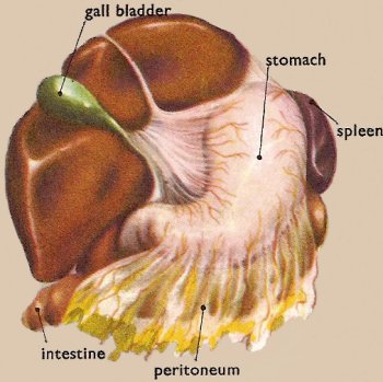 liver pulled upwards to show the position of the stomach underneath