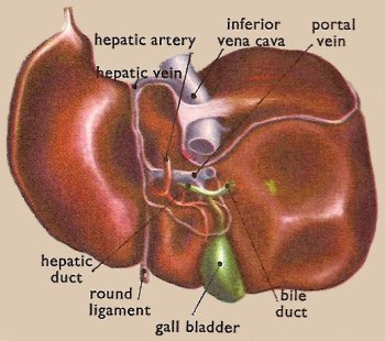 liver seen from below and behind