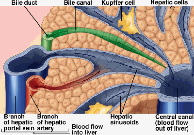 lobule of the liver