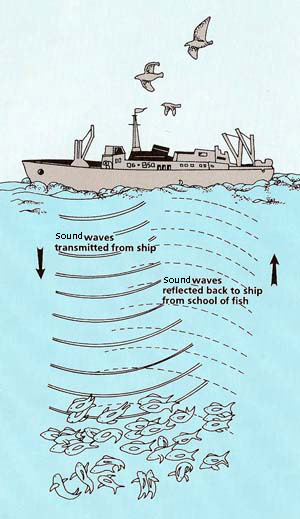 locating fish using sonar