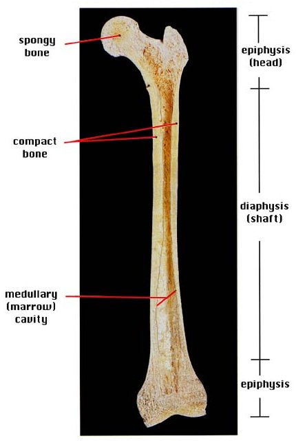 Long bone. Эпифиз бедренной кости. Long Bone анатомия. Физис кости. Спил кости.