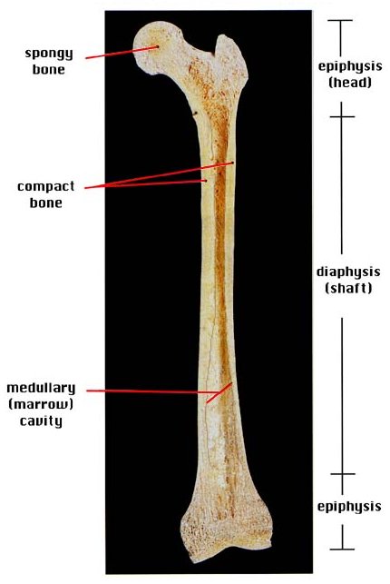 human femur