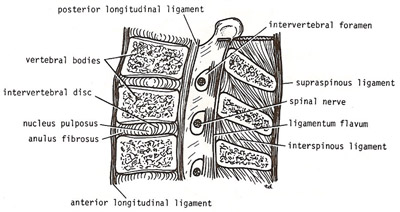 sagittal section of lumbar part of the spinal column