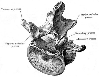 lumbar vertebra