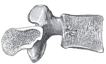 sagittal section of a lumbar vertebra