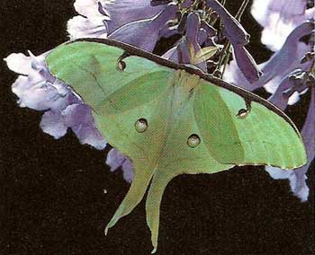 luna moth