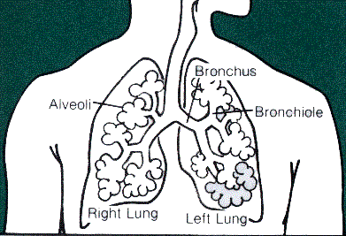 lungs