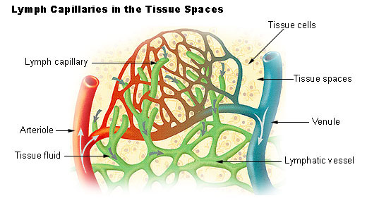 lymph capillaries