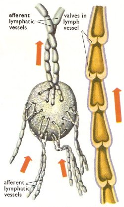 lymph node and section of a lymph vessel