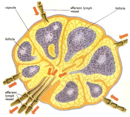 lymph node cross-section