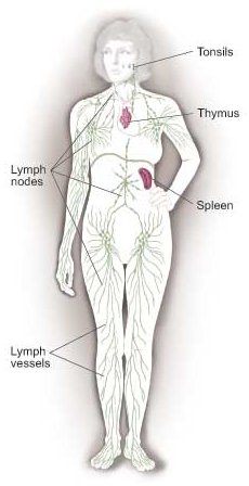 lymphatic system