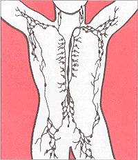 lymphatic system