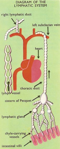 lymphatic system